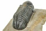 Detailed Reedops Trilobite - Atchana, Morocco #251660-5